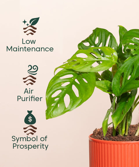 Philodendron Broken Heart Plant With Mylo planter