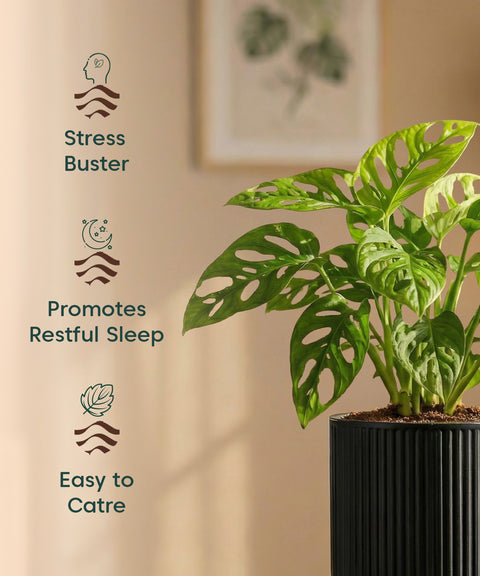 Philodendron Broken Heart Plant with Medium Self Watering Pot