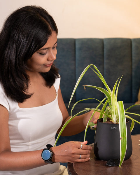 Spider Plant with Aura Planter