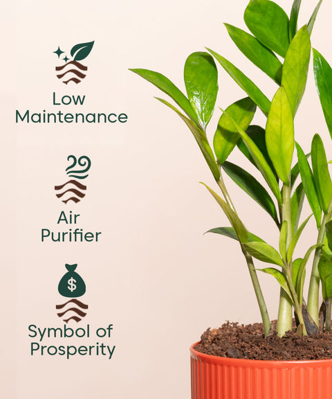 Zamia Green - ZZ Plant With Self Watering Pot