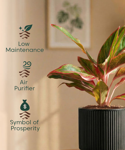 Aglaonema Lipstick Plant with Medium Self Watering Pot