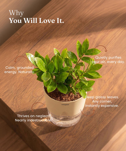Zamia Green - ZZ Plant With Self Watering Pot
