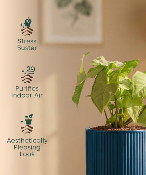 Syngonium Pixie White Plant with Medium Self Watering Pot