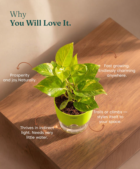 Money N'Joy Plant - BYOB