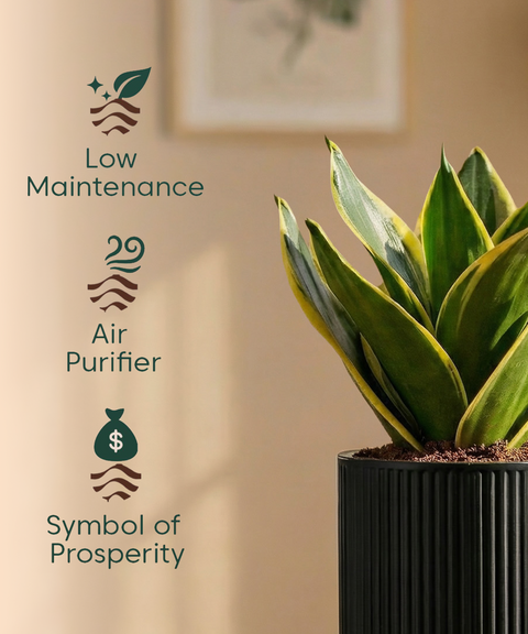 Golden Hahnii Snake Plant with Medium Self Watering Pot