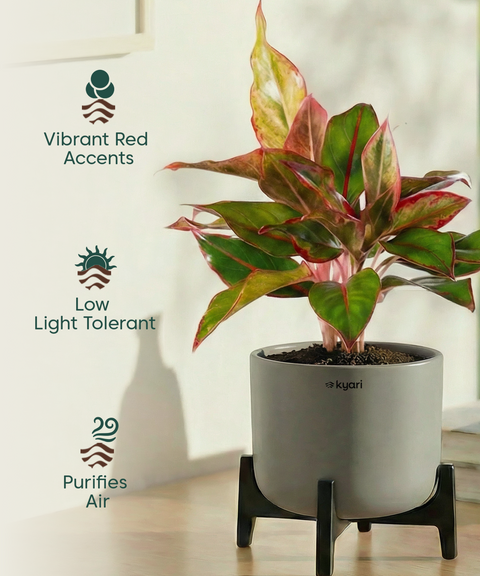 Aglaonema Lipstick Plant with Aira Pot