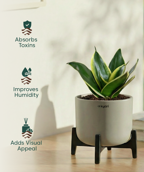 Golden Snake Plant with Aira Pot