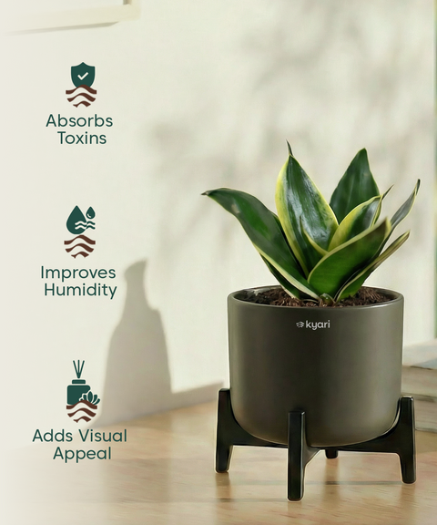 Golden Snake Plant with Aira Pot