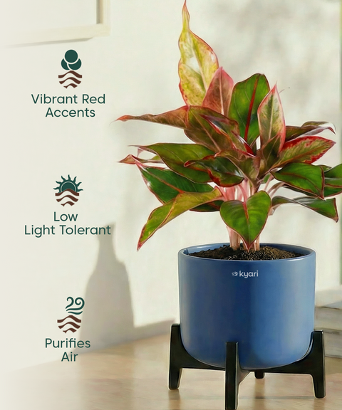 Aglaonema Lipstick Plant with Aira Pot