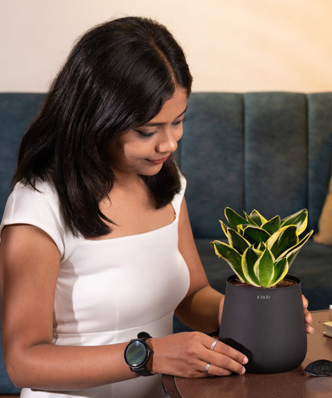 Golden Hahnii Snake Plant With Self Watering Pot