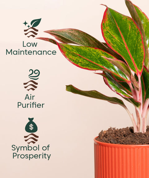 Aglaonema Lipstick Plant With Self Watering Pot