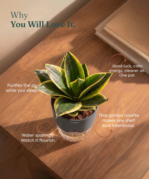 Golden Hahnii Snake Plant BYOB