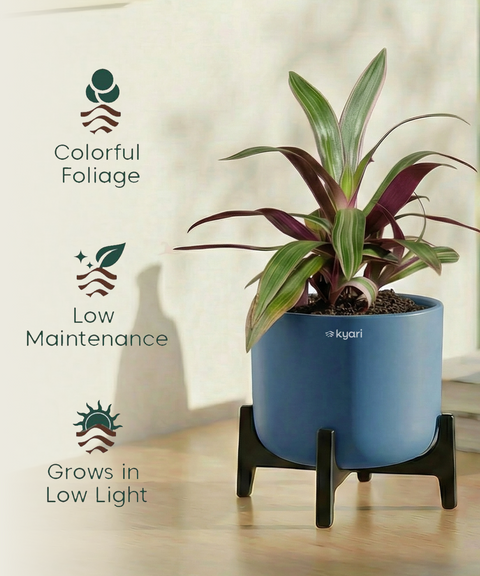 Rhoeo Plant with Aira Pot