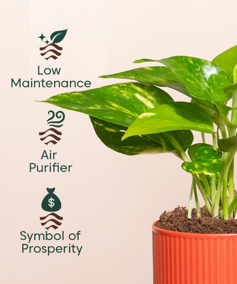 Money Variegated Plant With Self Watering Pot