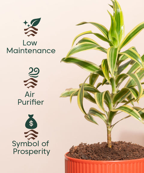 song of india indoor plant care Song Of India Plant With Mylo Planter