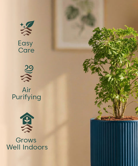 Aralia Green Plant with Medium Self Watering Pot