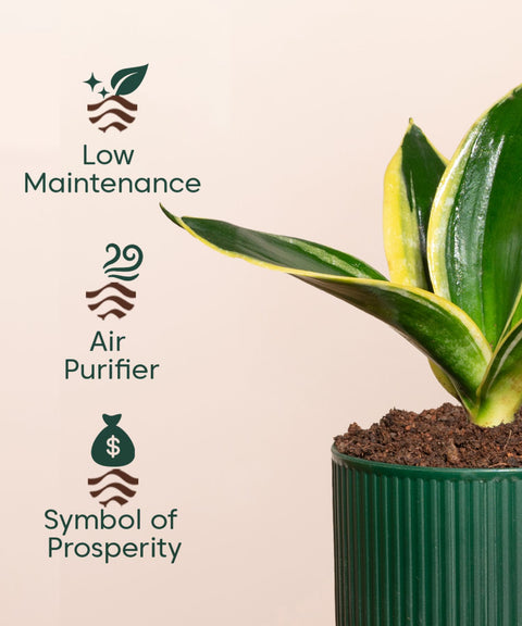 Golden Hahnii Snake Plant With Small Self Watering Pot