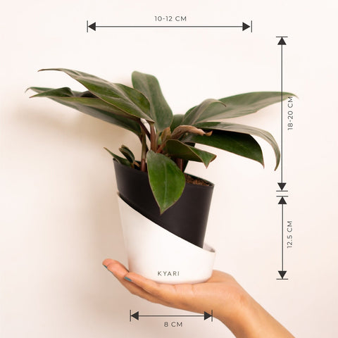 Philodendron Red Elite Matte Black