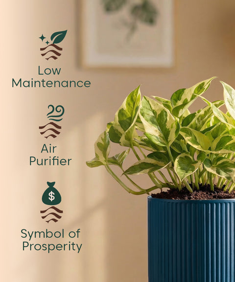 Money Variegated Plant with Medium Self Watering Pot