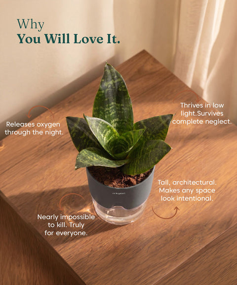 Green Snake Plant With Self Watering Pot