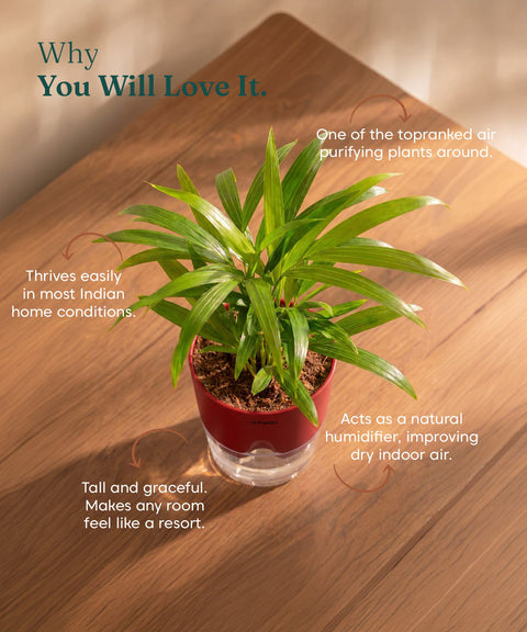 Areca Palm Plant With Self Watering Pot