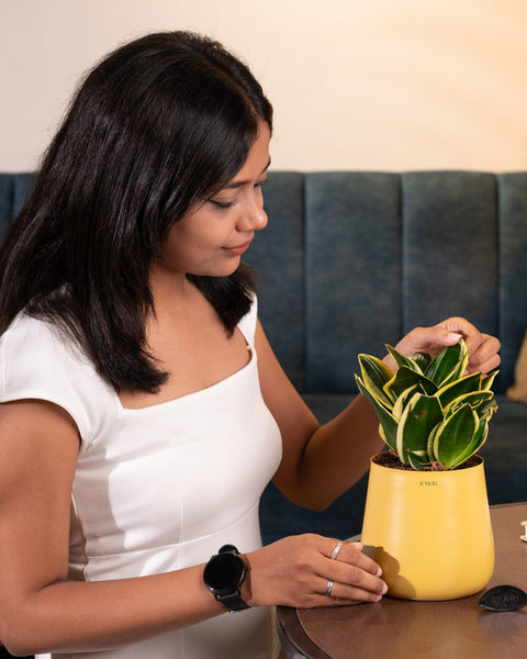 Golden Hahnii Snake Plant