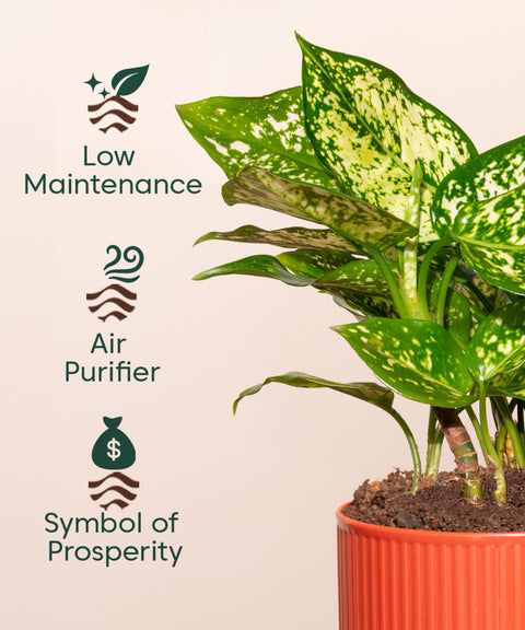 Aglaonema Snow White Plant With Self Watering Pot