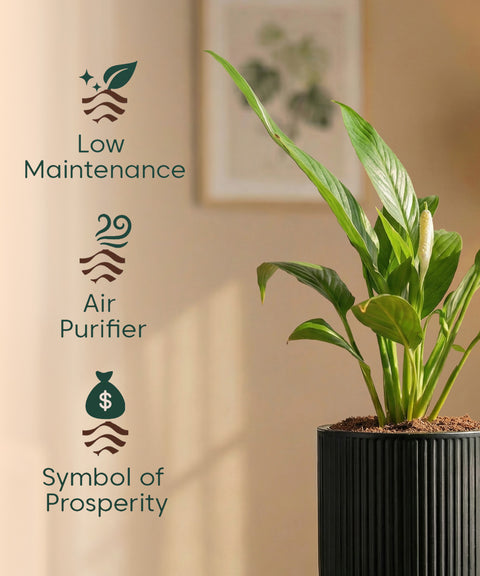 Peace Lily Plant with Medium Self Watering Pot