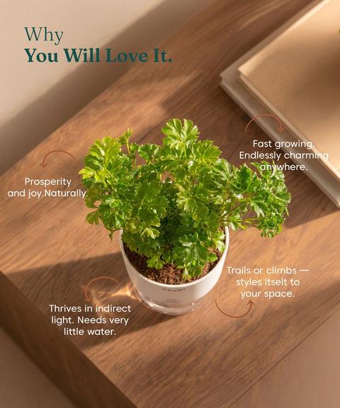 Aralia Green Plant With Self Watering Pot