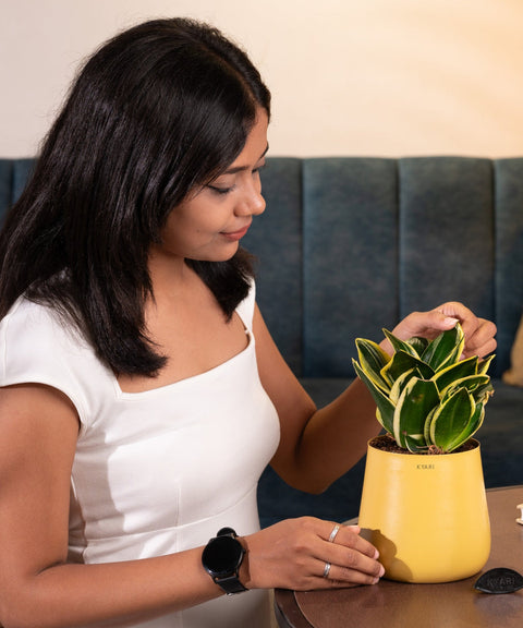 Golden Hahnii Snake Plant With Self Watering Pot