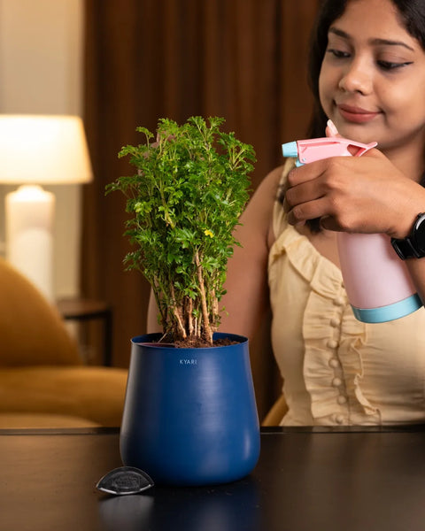 Aralia Green Plant with Aura Planter - BYOB