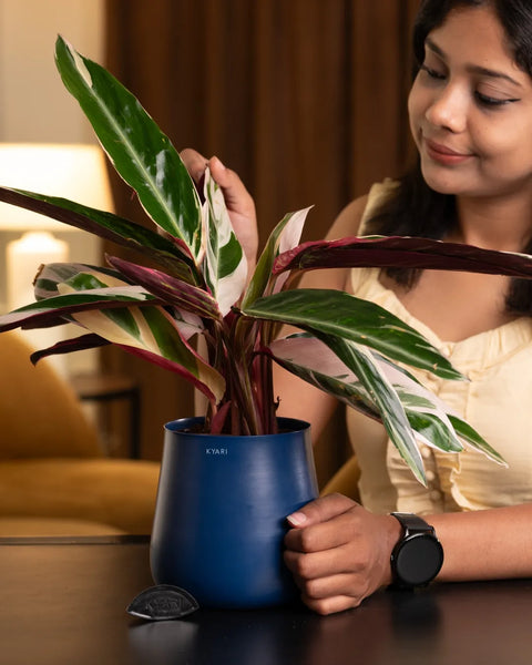 Calathea Triostar Plant with Aura Planter