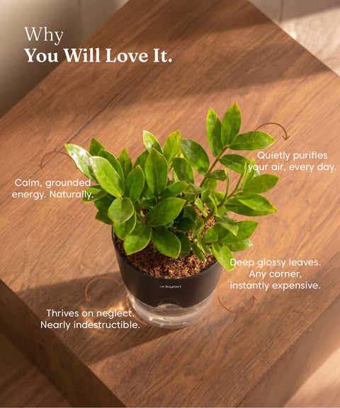 Zamia Green - ZZ Plant With Self Watering Pot