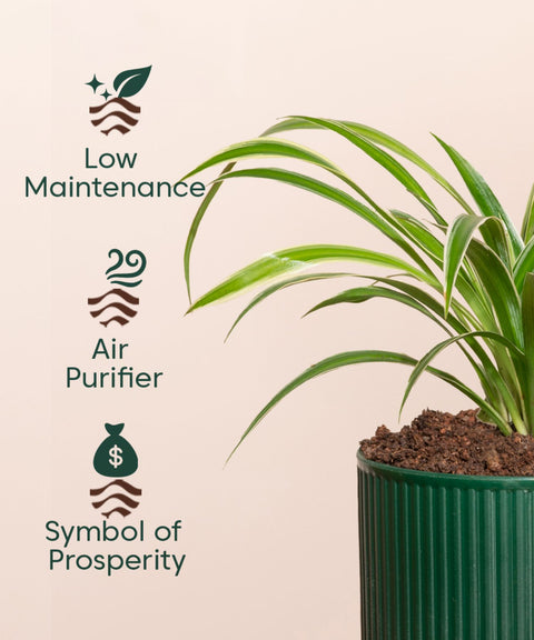 Spider Plant With Mylo Planter