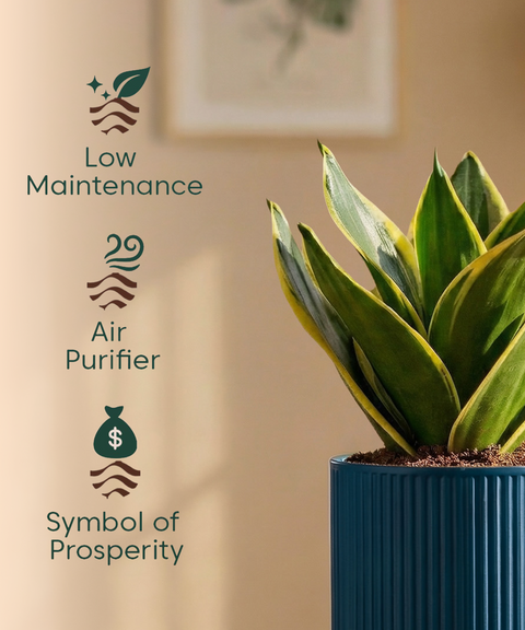 Golden Hahnii Snake Plant with Medium Self Watering Pot