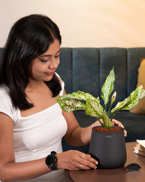 Aglaonema Snow White Plant