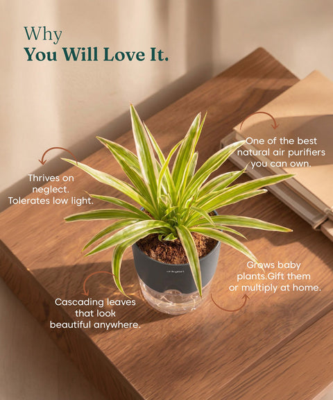 Spider Plant With Self Watering Pot