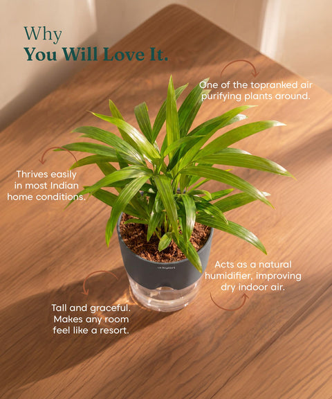 Areca Palm Plant With Self Watering Pot