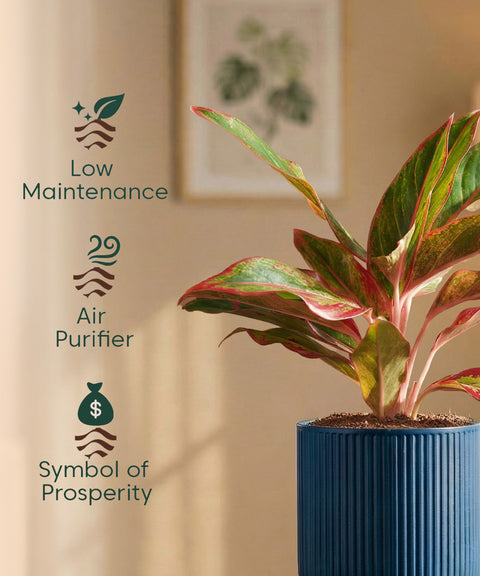 Aglaonema Lipstick Plant with Medium Self Watering Pot