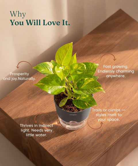Money N'Joy Plant - BYOB