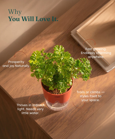 Aralia Green Plant With Self Watering Pot