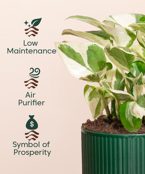 is money plant air purifier Money N'Joy Plant With Mylo Self Watering Pot