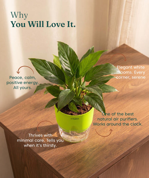 Peace Lily Plant - BYOB
