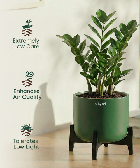 ZZ Plant with Aira Pot