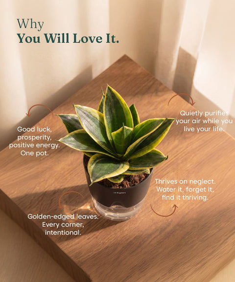 Golden Hahnii Snake Plant BYOB
