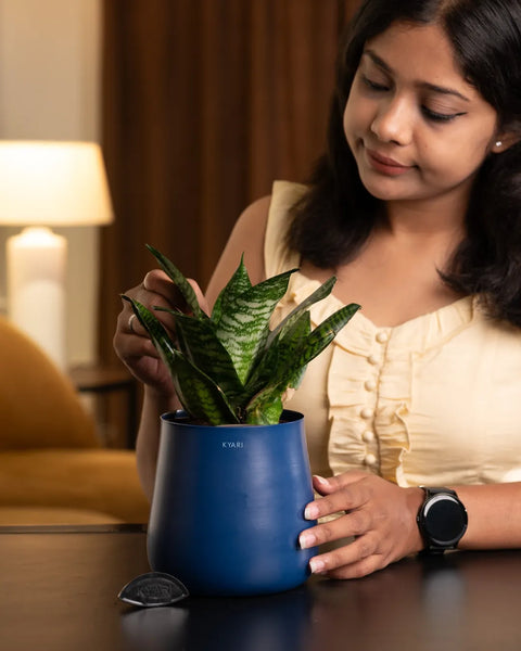 Green Snake Plant with Aura Planter - BYOB