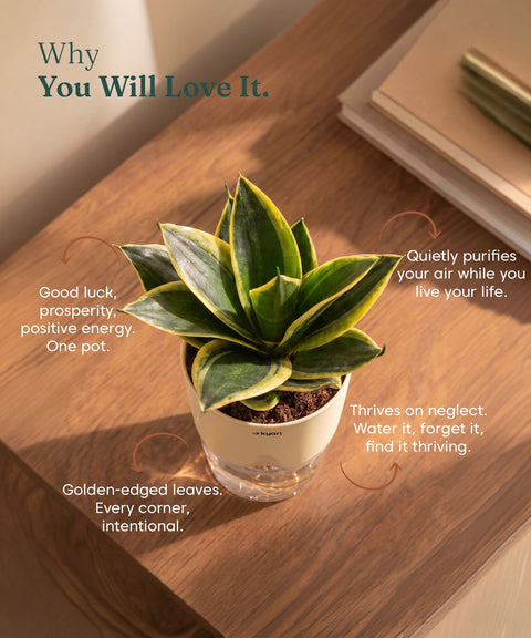 Golden Hahnii Snake Plant BYOB