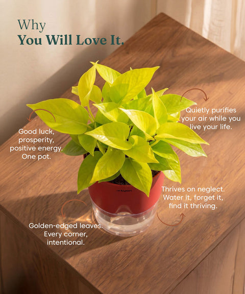Golden Money Plant - BYOB