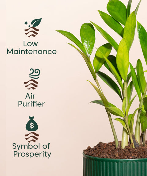 Zamia Green - ZZ Plant With Self Watering Pot