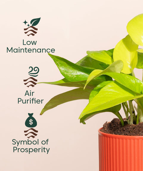 Golden Money Plant With Small Self Watering Pot